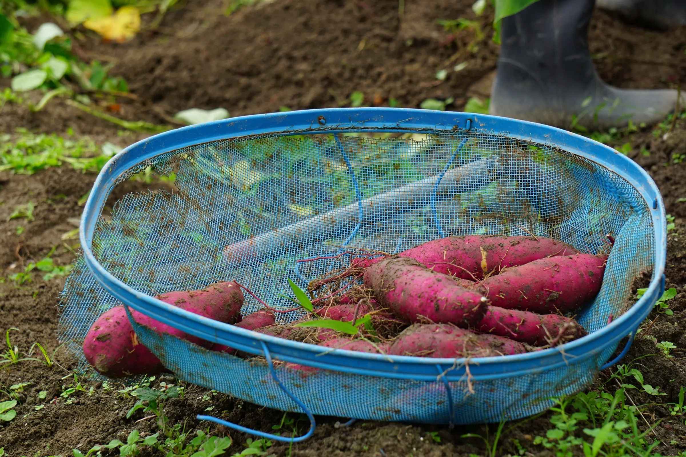 Freshly dug sweet potatoes in a harvest basket on the soil